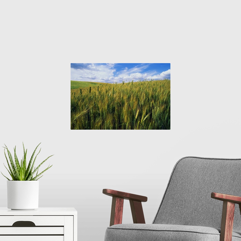 A modern room featuring Photograph of meadow filled with tall grass blowing in wind under a cloudy sky.