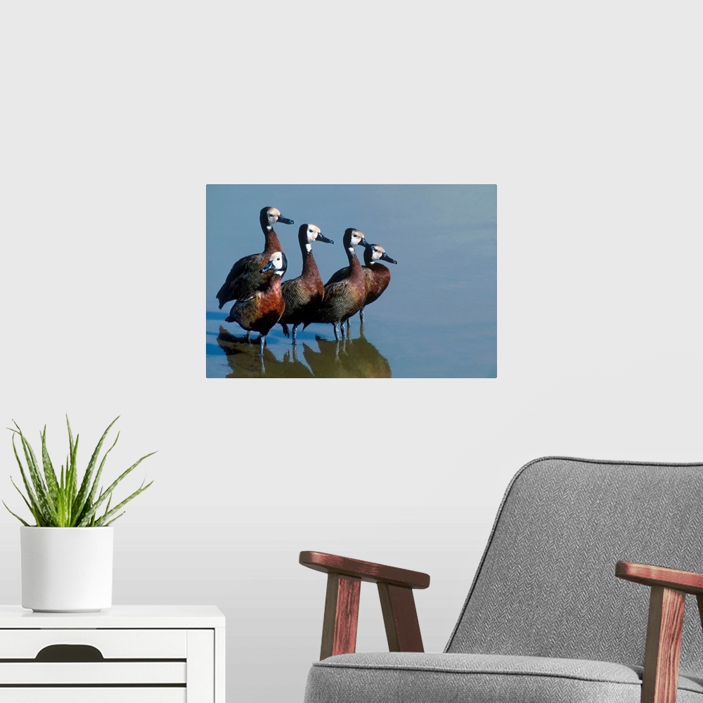 A modern room featuring White Faced Tree Ducks Tanzania Africa