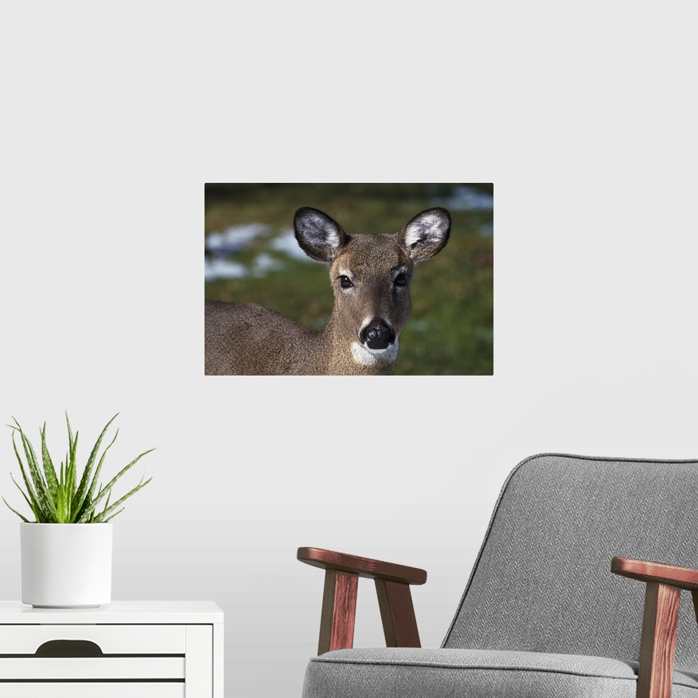 A modern room featuring A photograph is taken straight on of a doe.