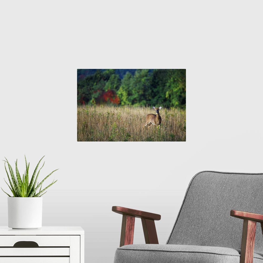 A modern room featuring Young whitetail spike buck in autumn color meadow.