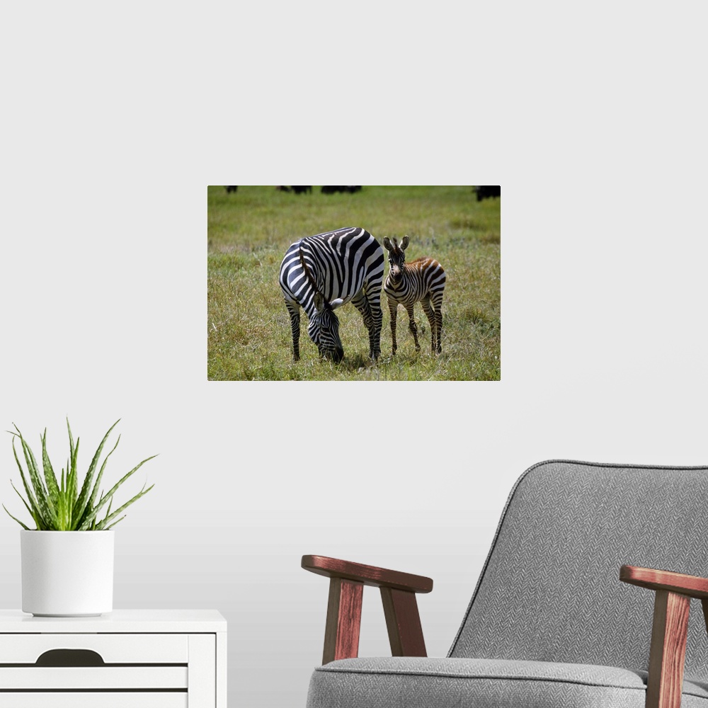 A modern room featuring Zebra mare and colt grazing, Ngorogoro Crater, Tanzania.