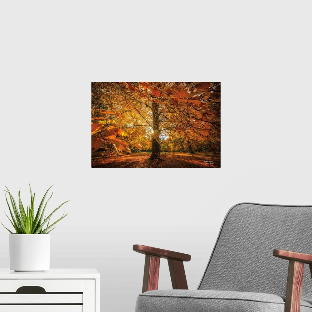 A modern room featuring A tree with leafy branches in bright sunlight in the fall.