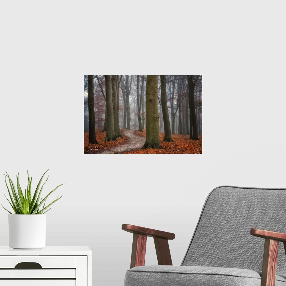 A modern room featuring Curving pathway through a forest of tall trees in low light in the fall.