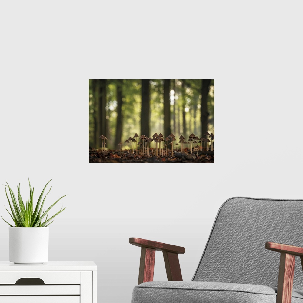 A modern room featuring Dwarf Forest