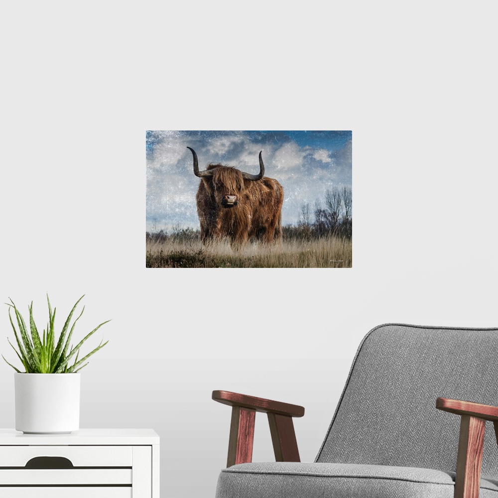 A modern room featuring Highland Bull Vintage 1