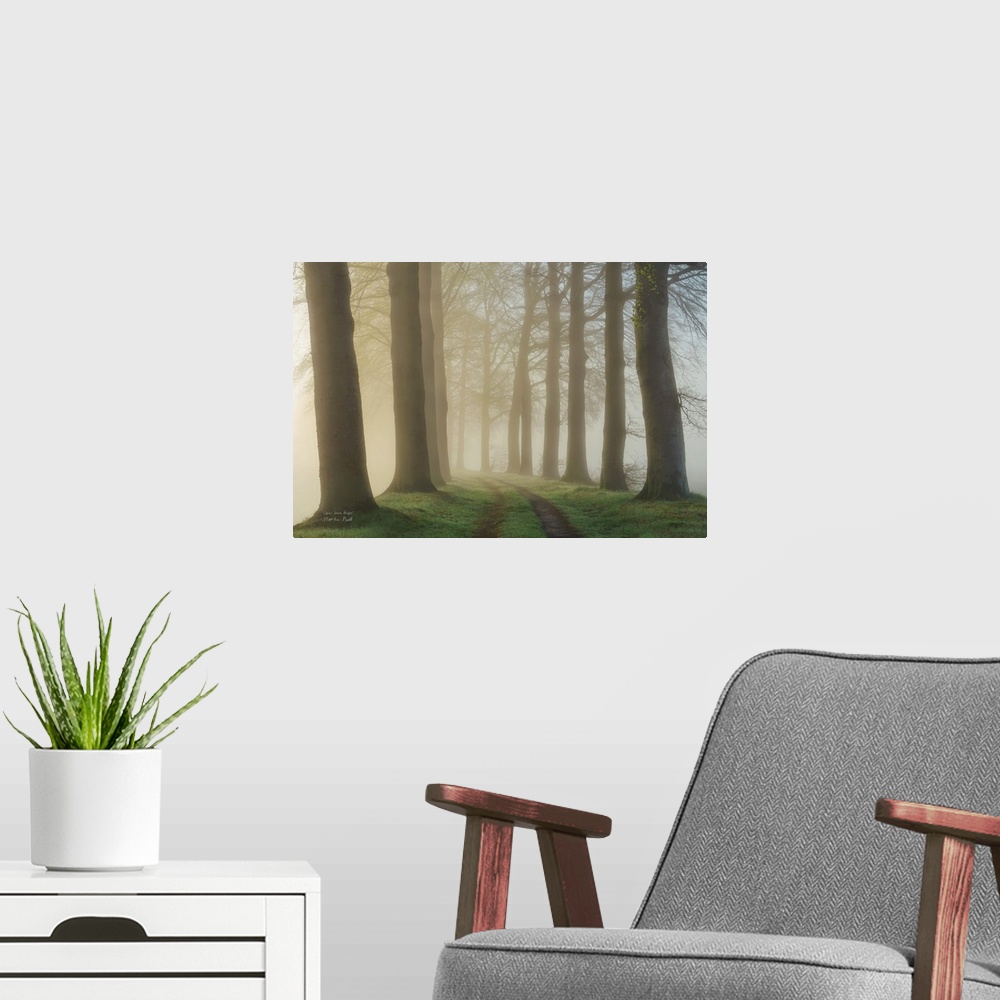 A modern room featuring Pathway through a forest of tall, dark trees in the fog.