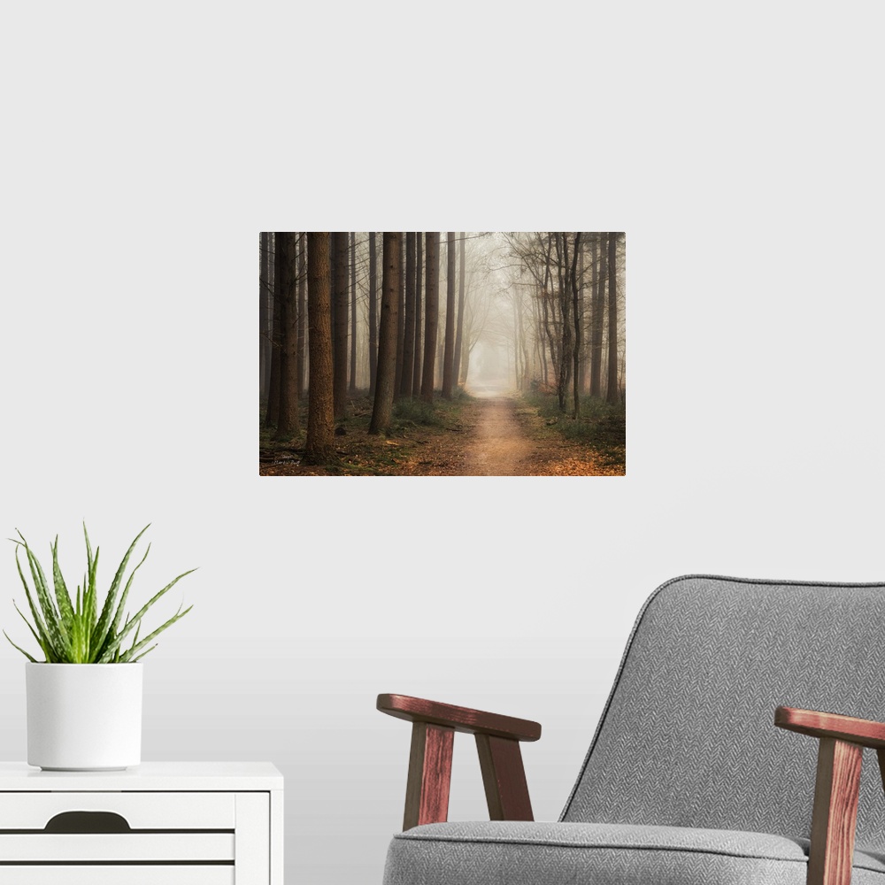 A modern room featuring Pathway through a forest of slender trees in the fog.