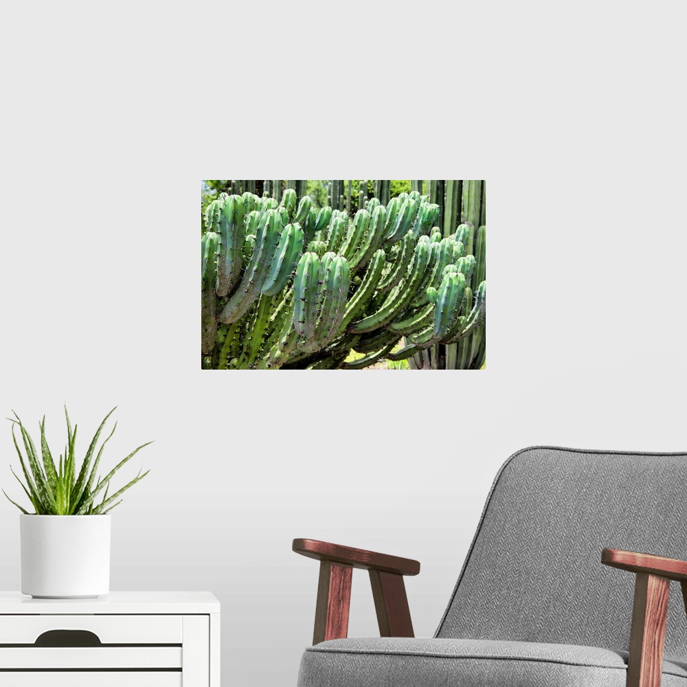 A modern room featuring Close-up photograph of a cactus highlighting its details. From the Viva Mexico Collection.