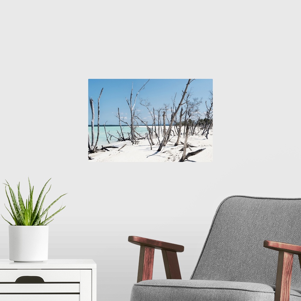 A modern room featuring Photograph of a Cuban shore with crystal blue waters in the background and thin wooden branches i...