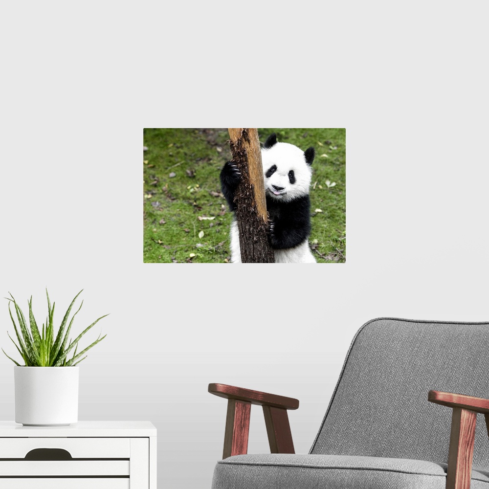 A modern room featuring Giant Panda Baby, China 10MKm2 Collection.