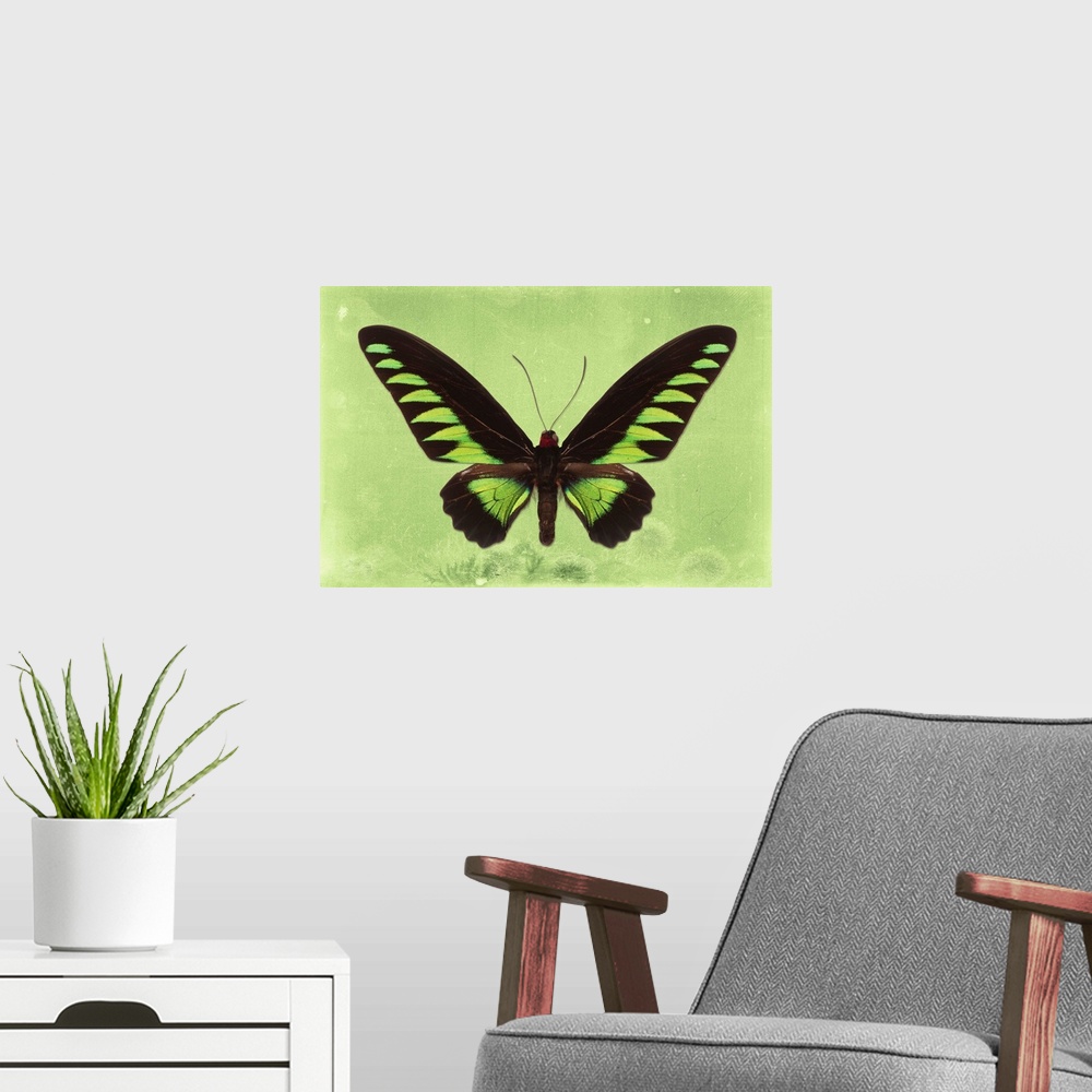 A modern room featuring Photograph of a butterfly on a lime green sparkly background.
