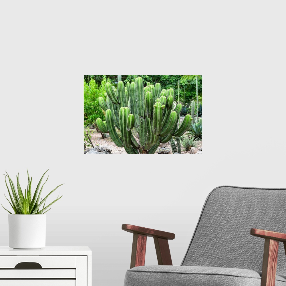 A modern room featuring Photograph of a saguaro cactus in the Mexican desert. From the Viva Mexico Collection.