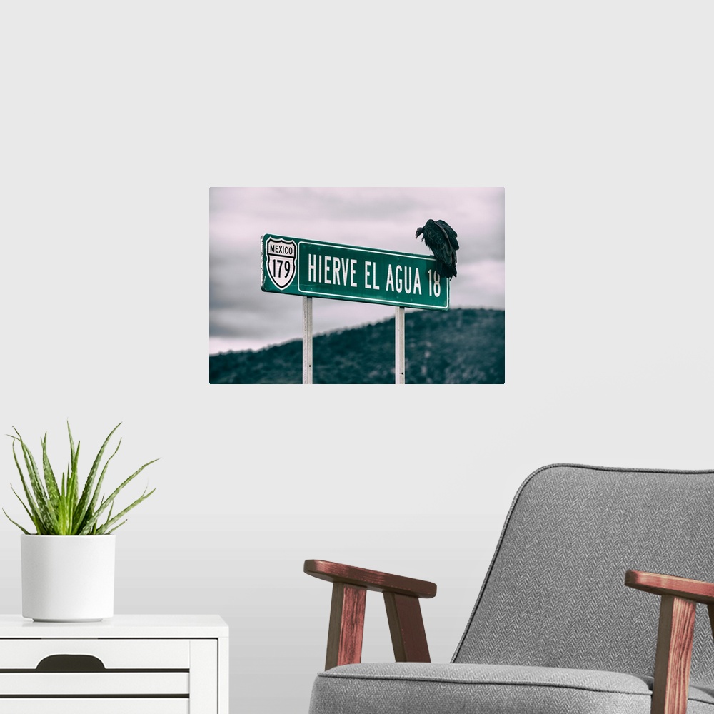 A modern room featuring Photograph of a vulture perched on a street sign in Mexico. From the Viva Mexico Collection.