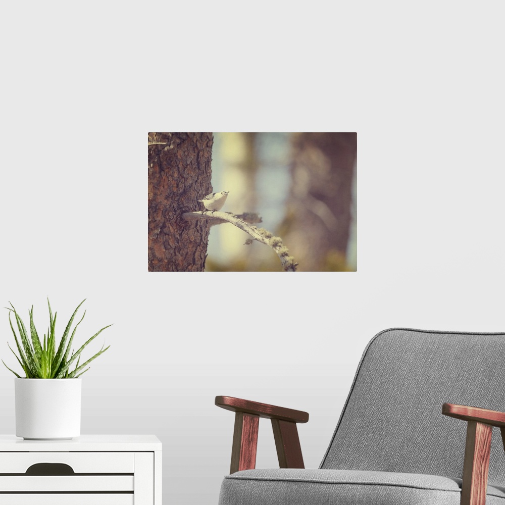 A modern room featuring A tiny White-breasted Nuthatch on a tree branch in soft golden light.