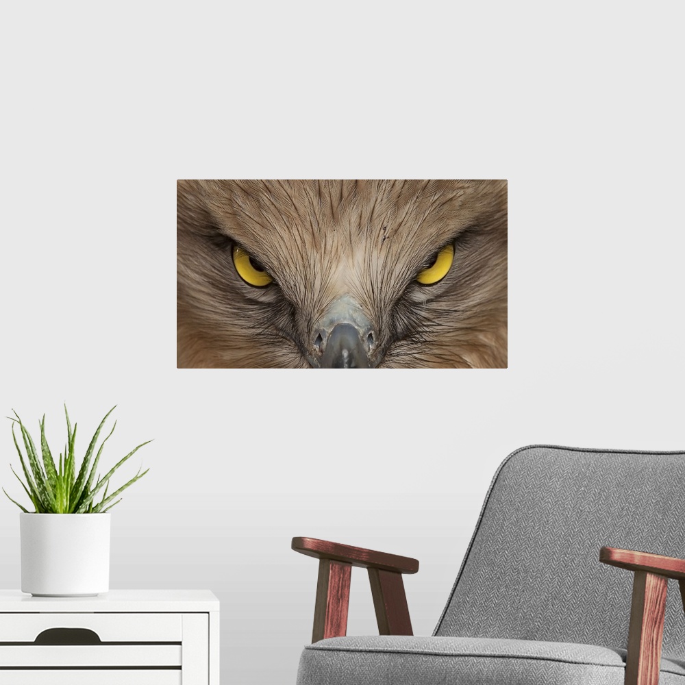 A modern room featuring Extreme close-up photograph of a hawk face straight on.