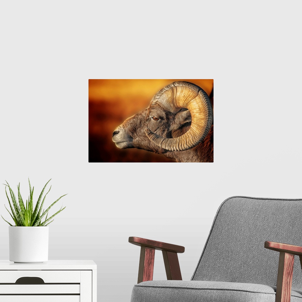 A modern room featuring Portrait of a ram with large, curled horns, in the Badlands of South Dakota