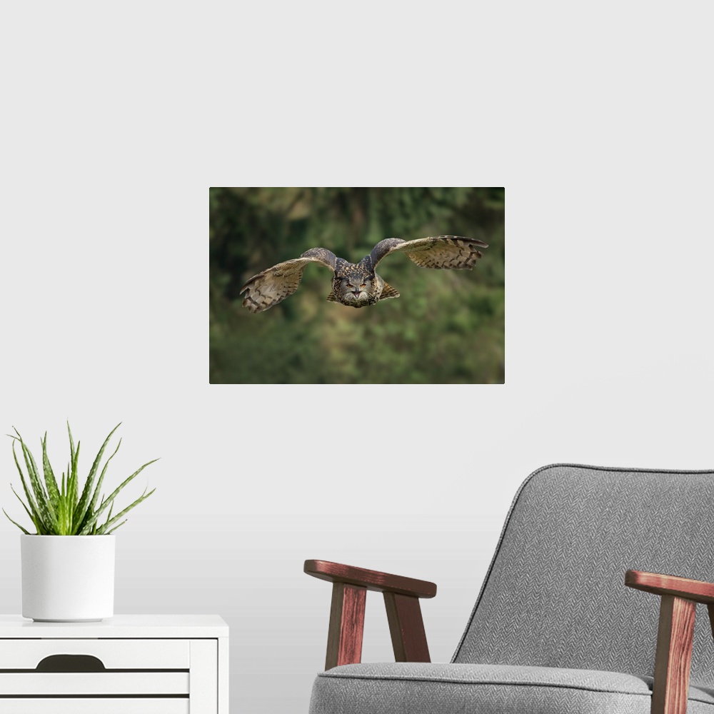 A modern room featuring A Eurasian Eagle Owl (Bubo bubo) in flight.