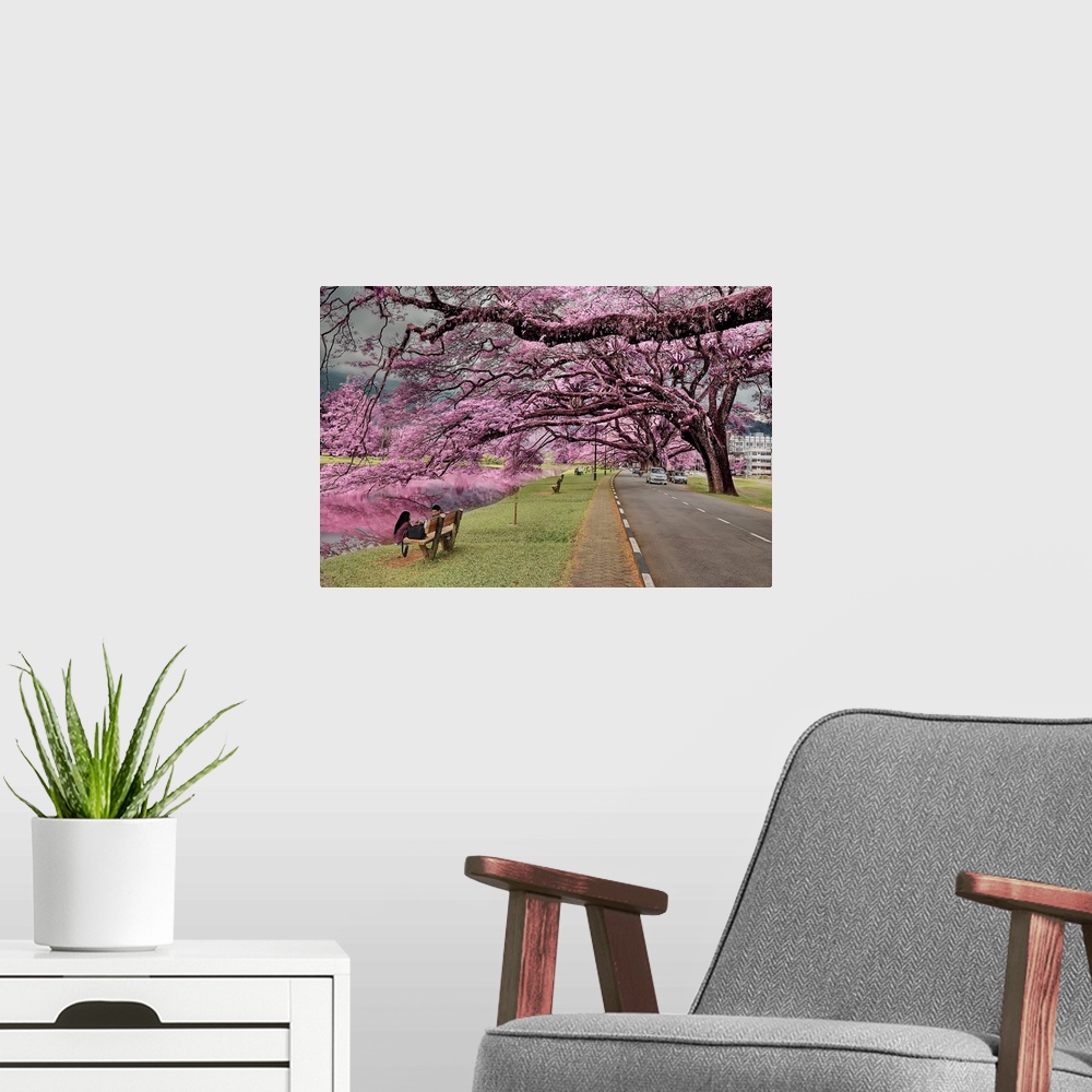 A modern room featuring Beautiful pink trees blossoming in a park in Malaysia.