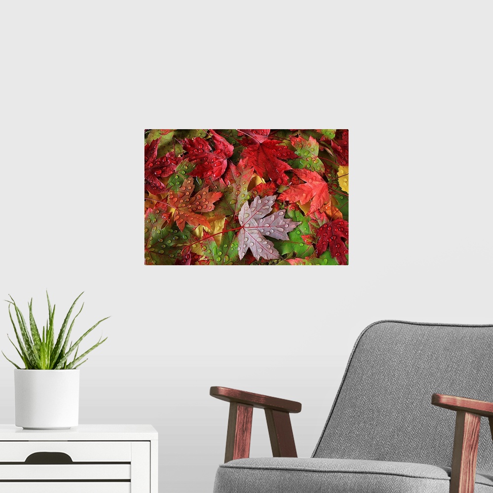 A modern room featuring Close up of leaves in brilliant fall colors, covered in water droplets.