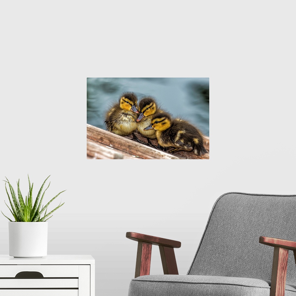A modern room featuring A trio of baby ducks snuggling together.