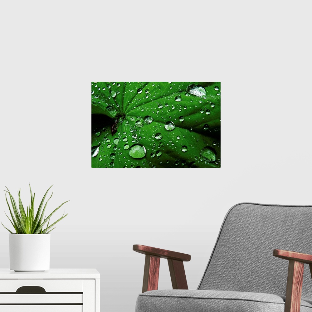A modern room featuring Droplets On Leaf
