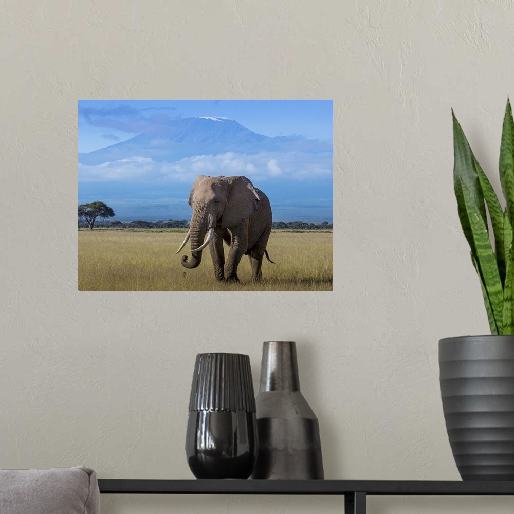 A modern room featuring An African Elephant walking in the plains with Mount Kilimanjaro in the distance.