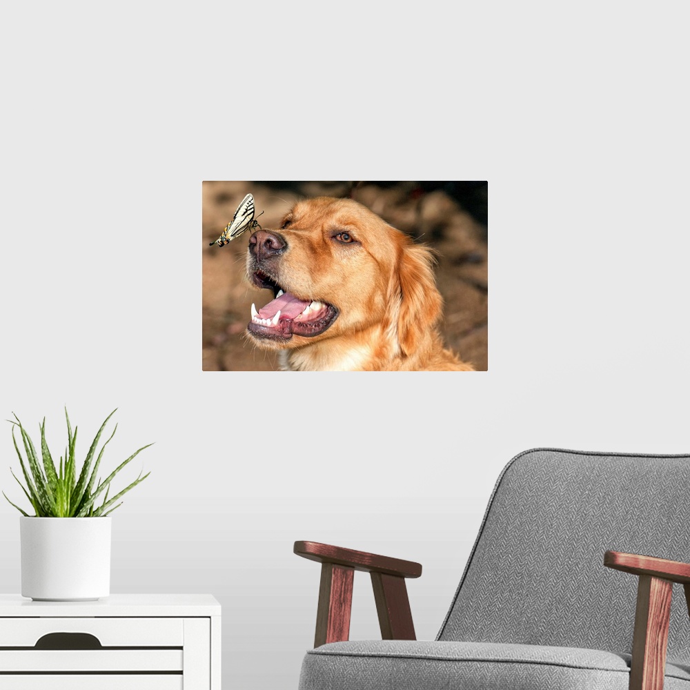 A modern room featuring Butterfly making a safe landing on a happy dog's nose.