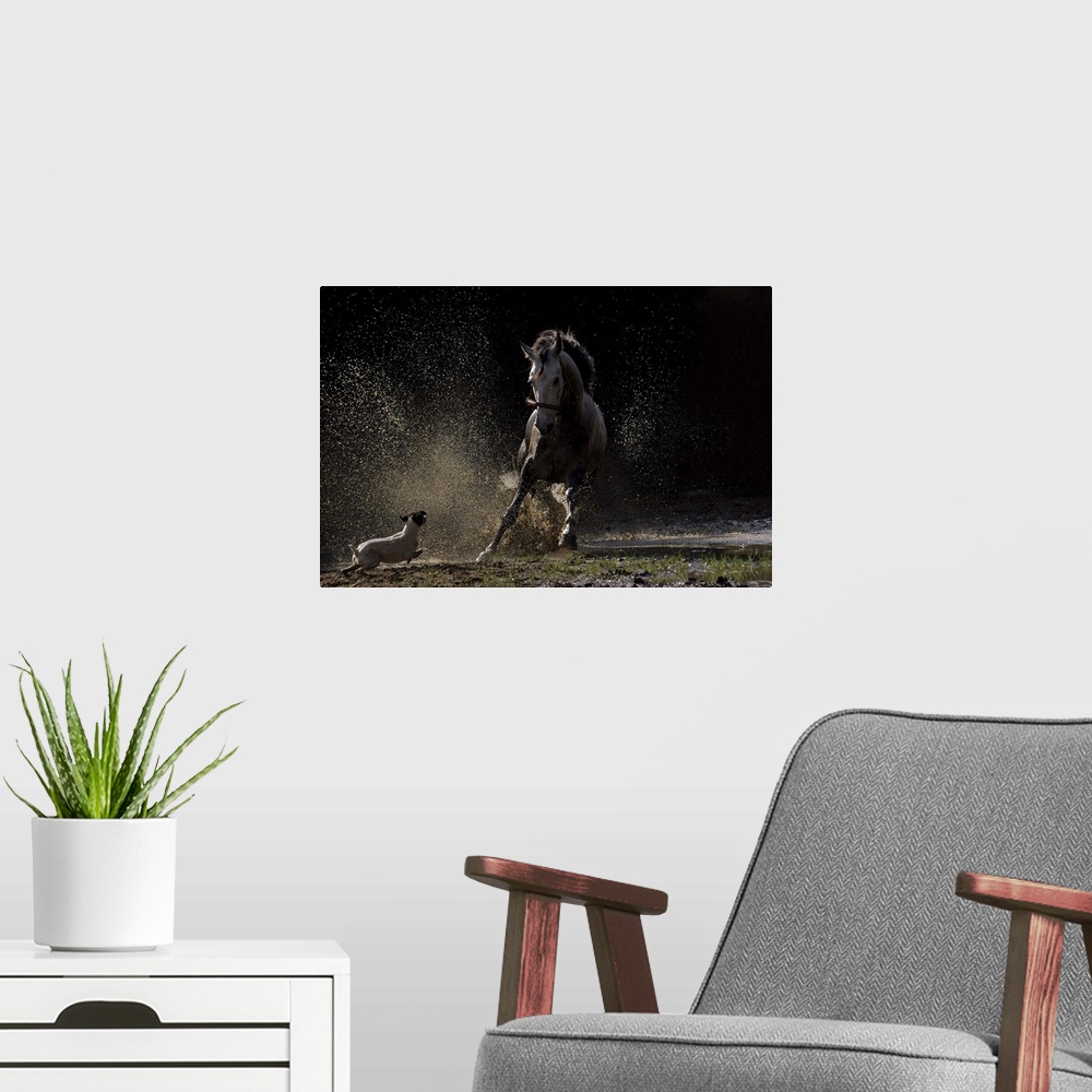 A modern room featuring A small dog chases a horse, kicking up dust and dirt.