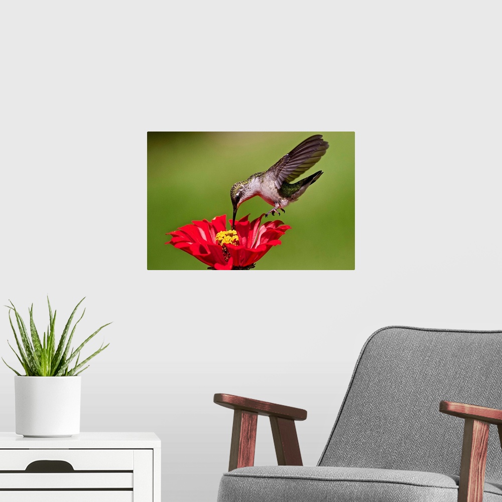 A modern room featuring Hummingbird feeding at red and yellow Zinnia.