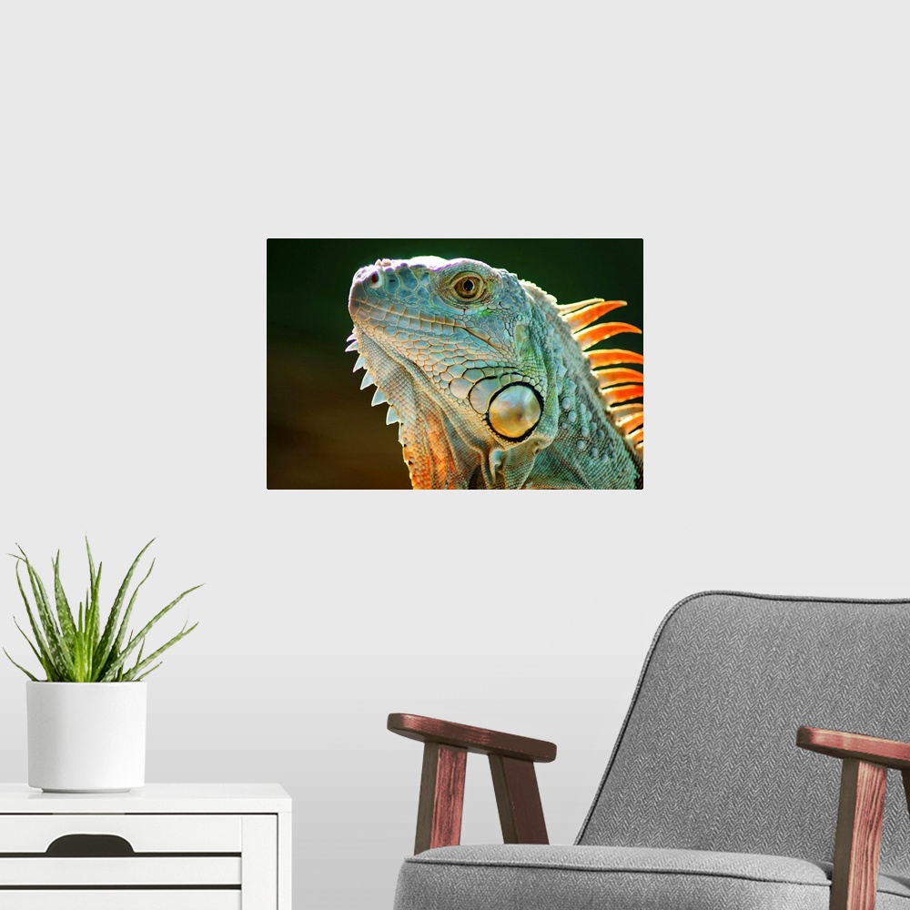 A modern room featuring Iguana