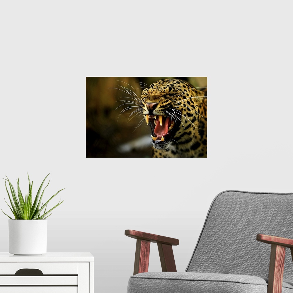 A modern room featuring Portrait of a leopard snarling.