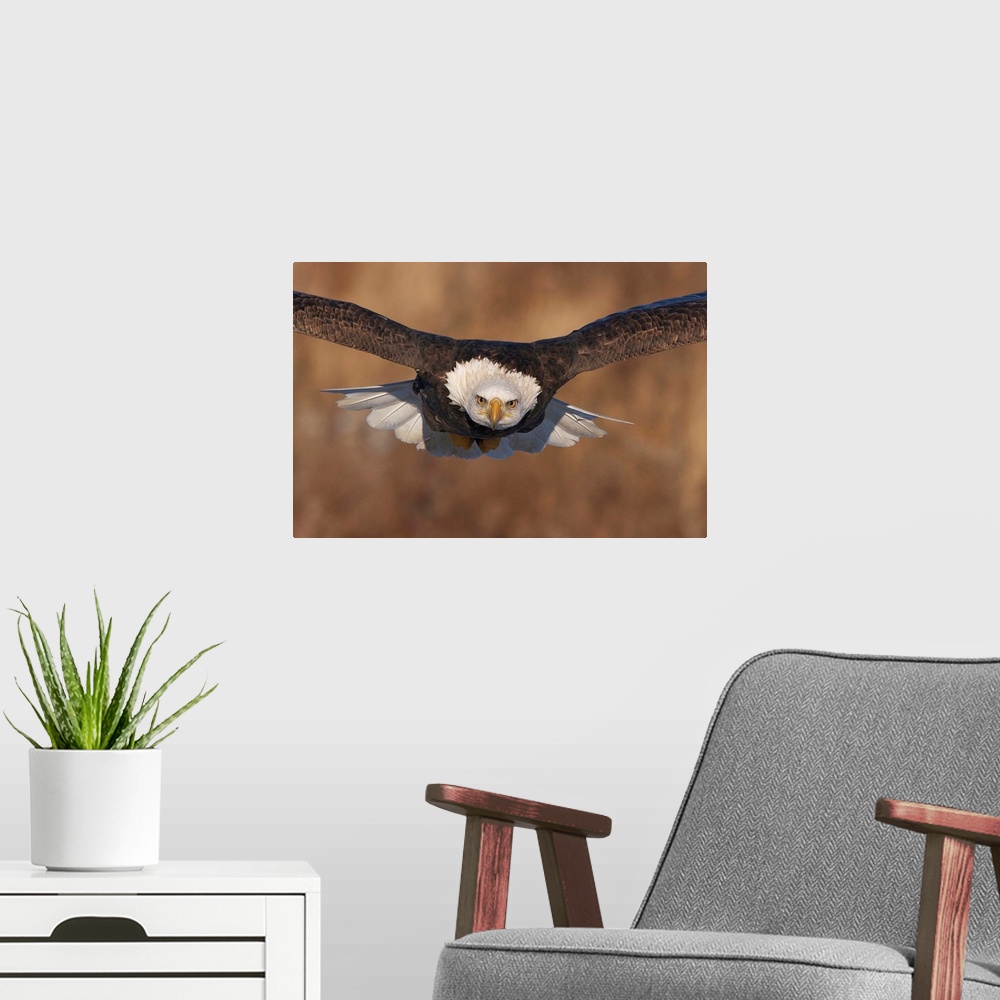 A modern room featuring A Bald Eagle in mid flight, with an intense stare.