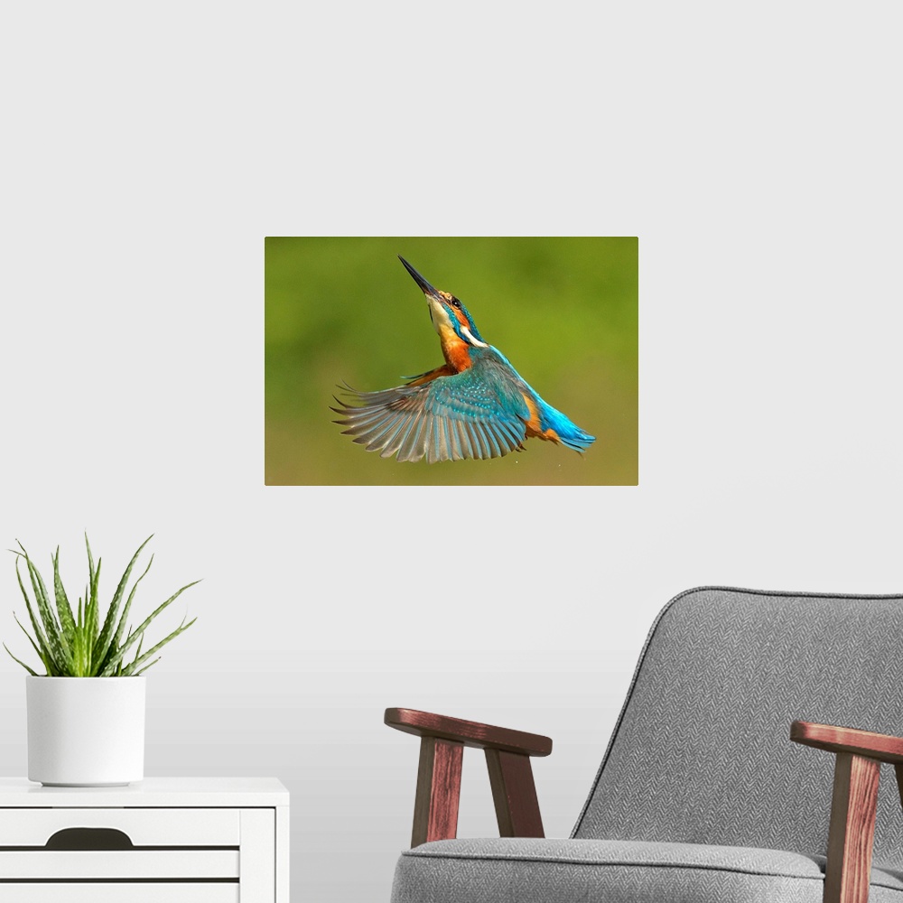 A modern room featuring Kingfisher