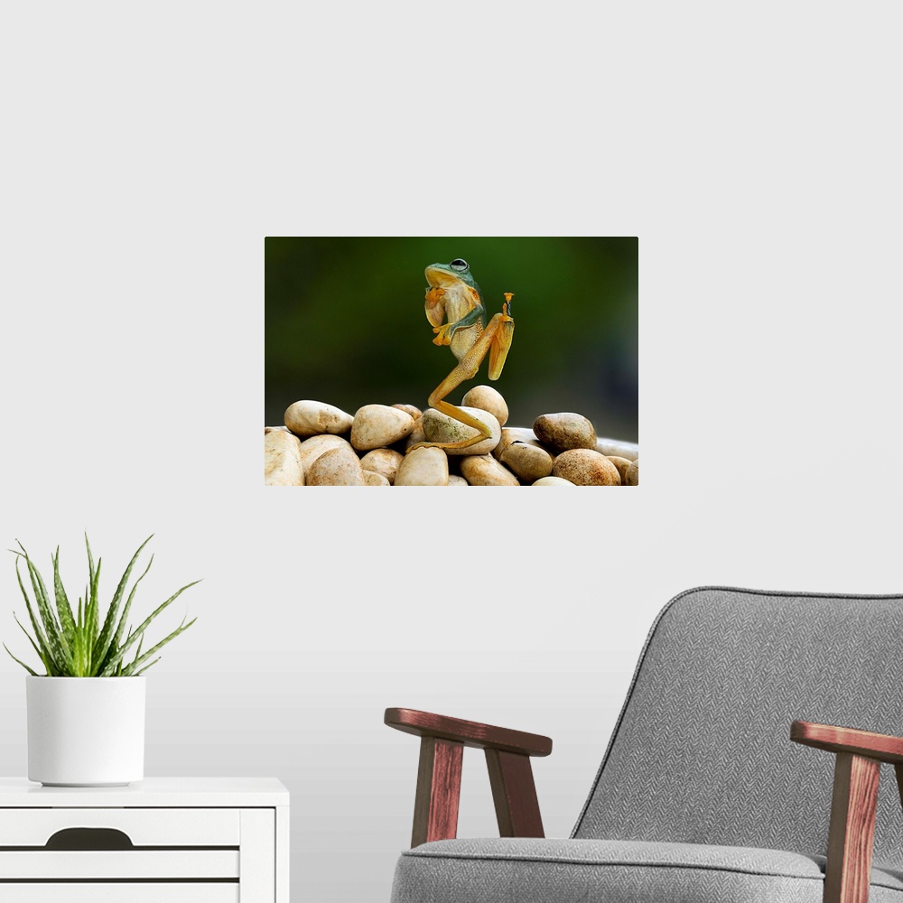A modern room featuring A tree frog appearing to strike an amusing pose.