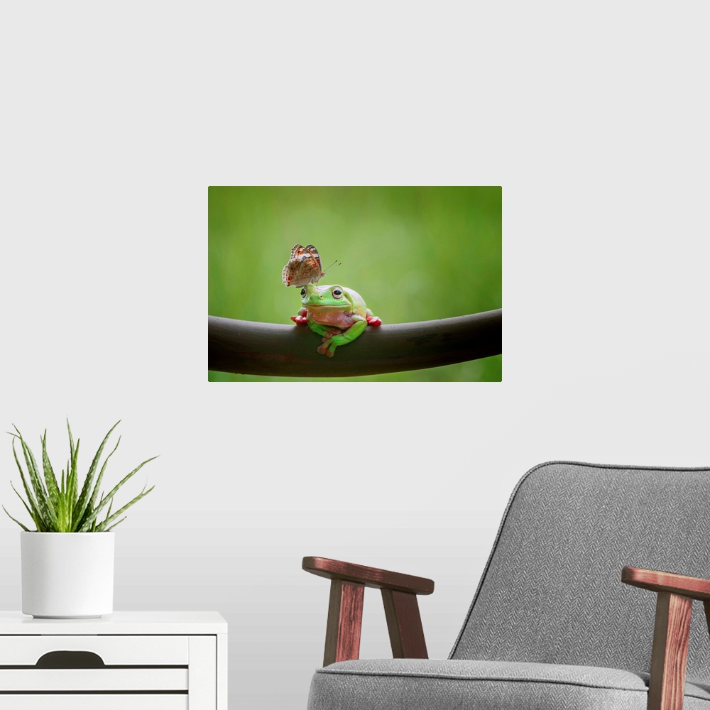 A modern room featuring A tree frog appears undisturbed by a butterfly on its head.