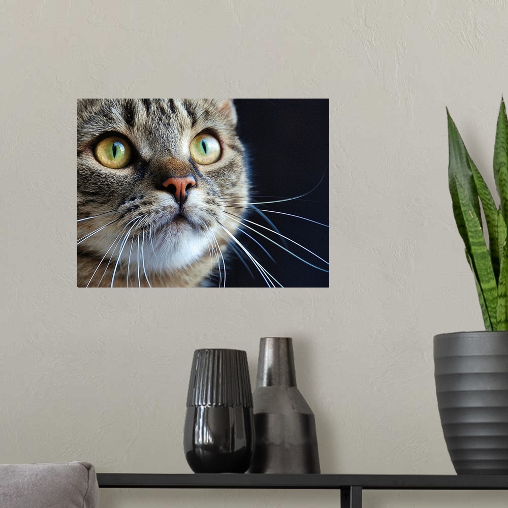 A modern room featuring Close up of a tabby cat with long whiskers and green eyes.