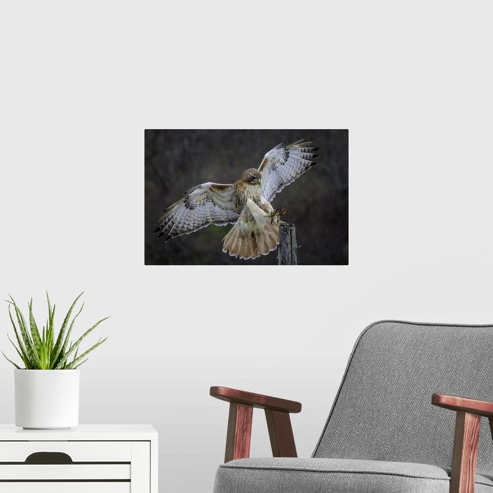 A modern room featuring A hawk showing off its beautiful wings as it lands on a branch.