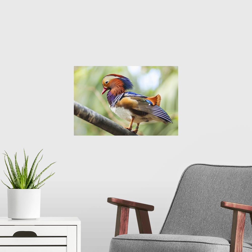 A modern room featuring Colorful Mandarin duck on wood branch