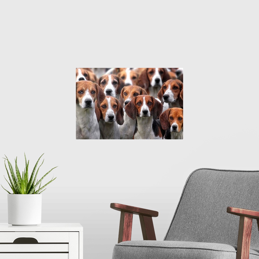 A modern room featuring Pack Of Hounds