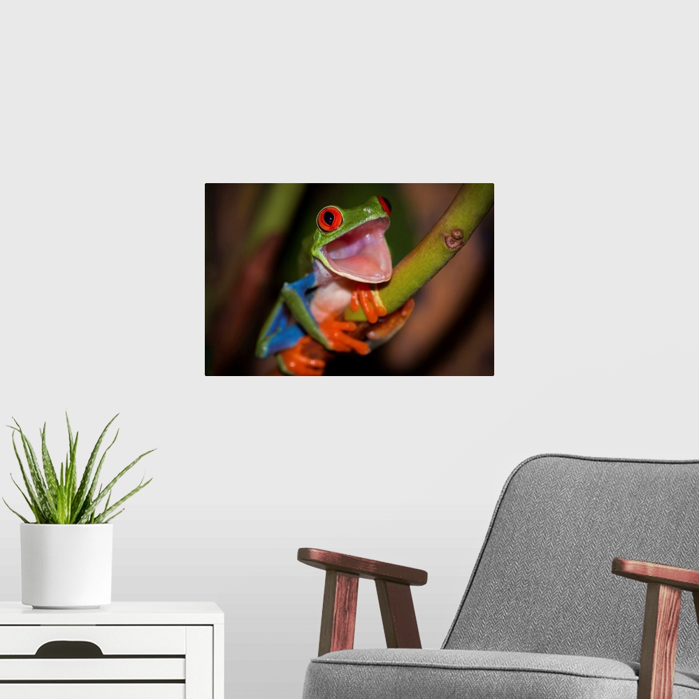 A modern room featuring A red-eyed tree frog with its mouth wide open, as if in surprise.