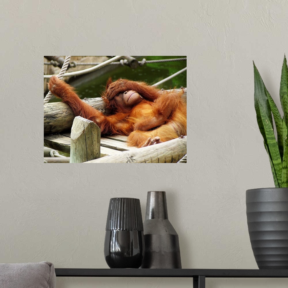 A modern room featuring Sumatran orangutan at Lisbon Zoo, lounging on a wooden structure.