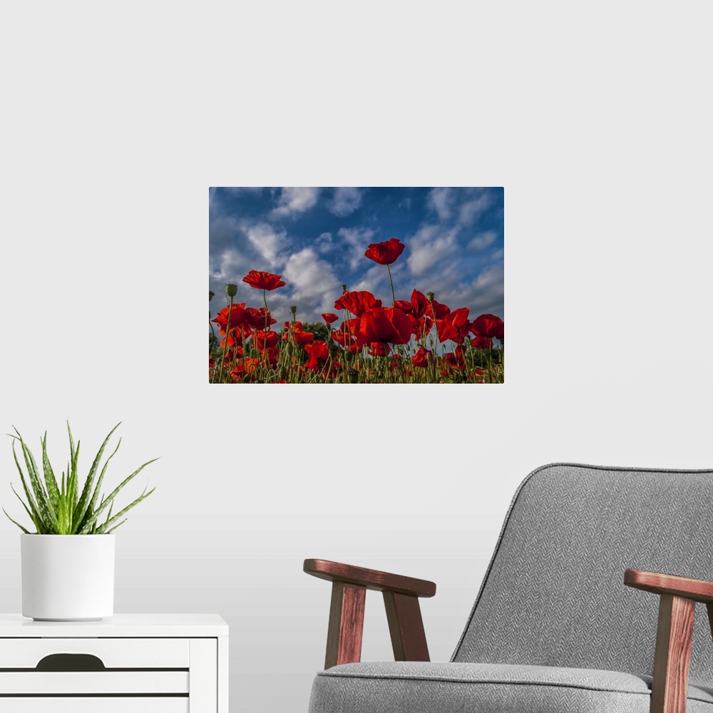 A modern room featuring Poppies Reach for the Sky