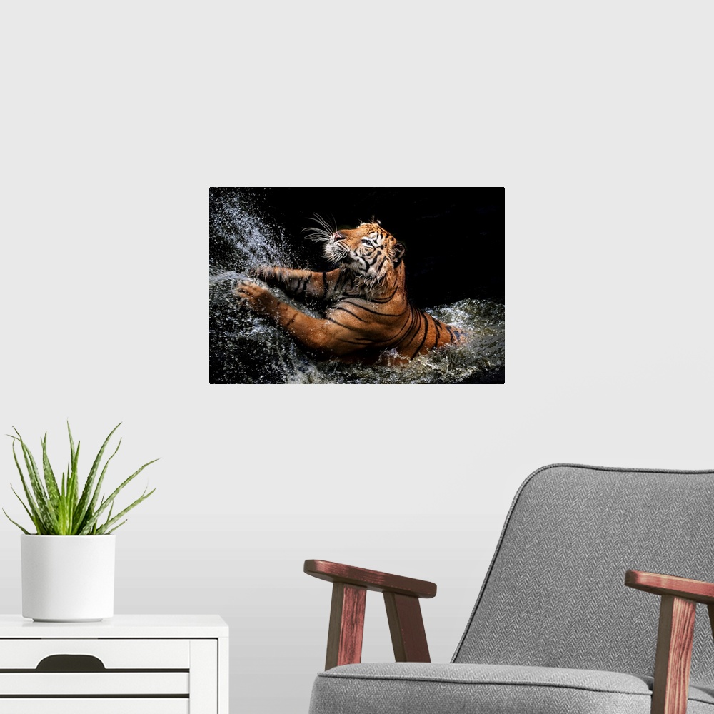 A modern room featuring A photograph of a tiger leaping up into the air from shallow water.