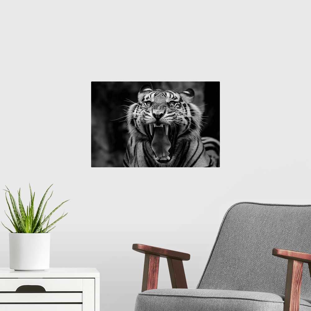 A modern room featuring Black and white portrait of a snarling tiger showing off its fangs.