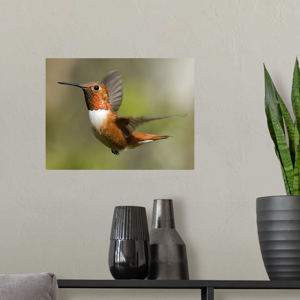 A modern room featuring Rufous Hummingbird