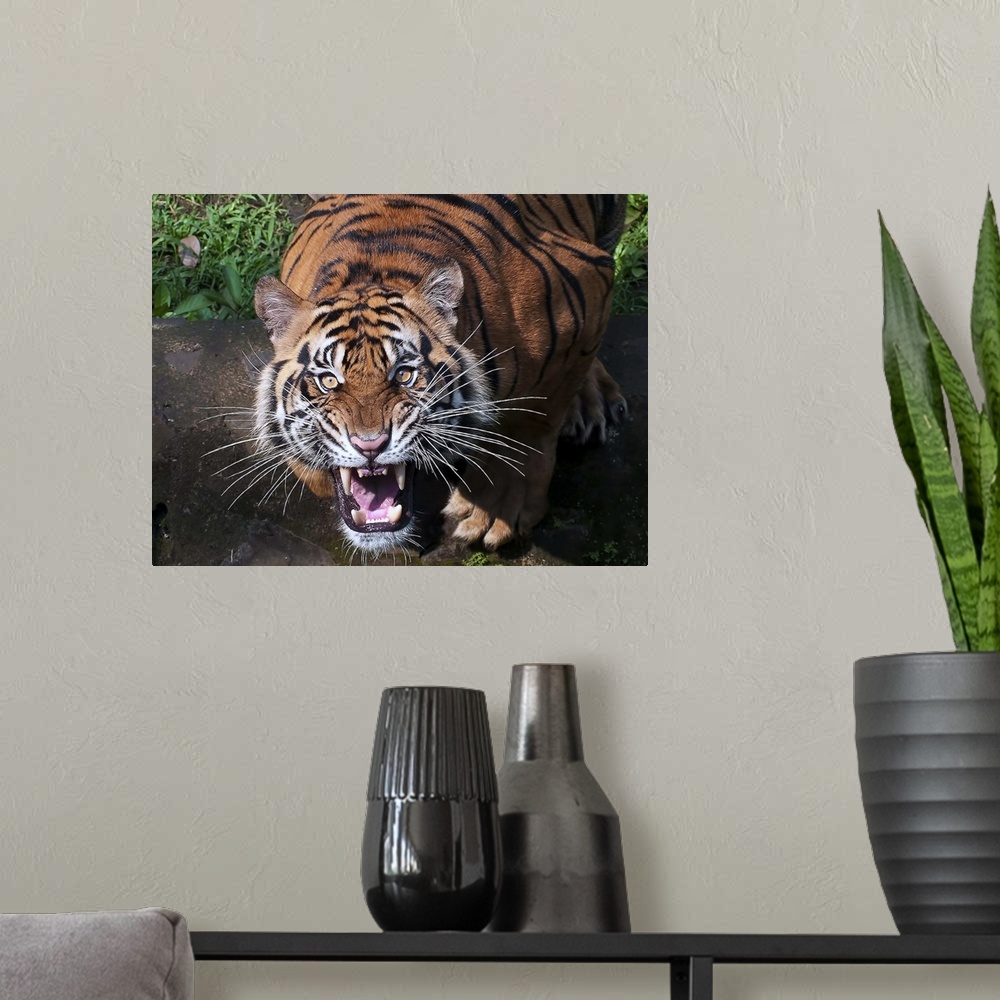 A modern room featuring Portrait of a tiger roaring with ferocity.