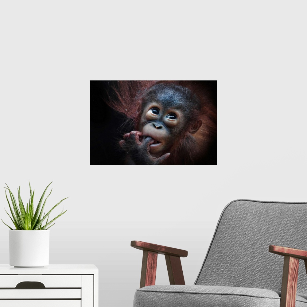 A modern room featuring A baby orangutan with its finger in its mouth.