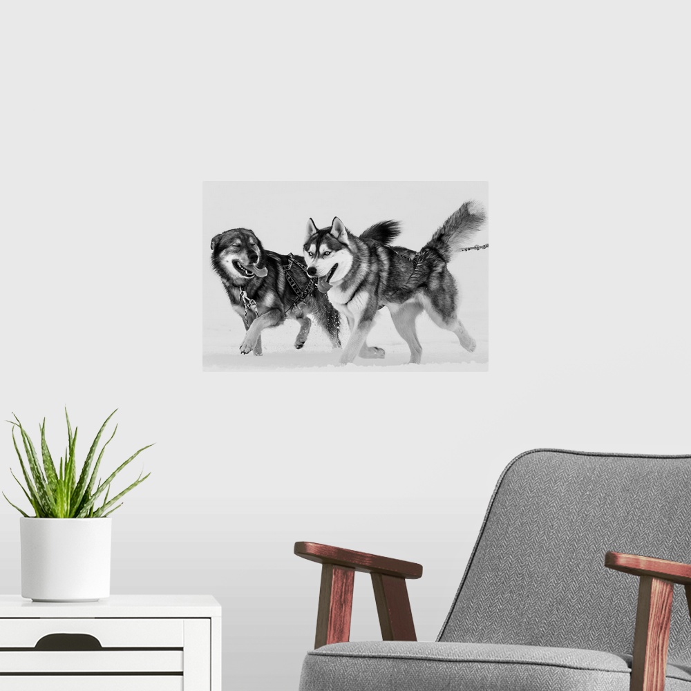 A modern room featuring Two Siberian Husky dogs running in the snow, Iceland.