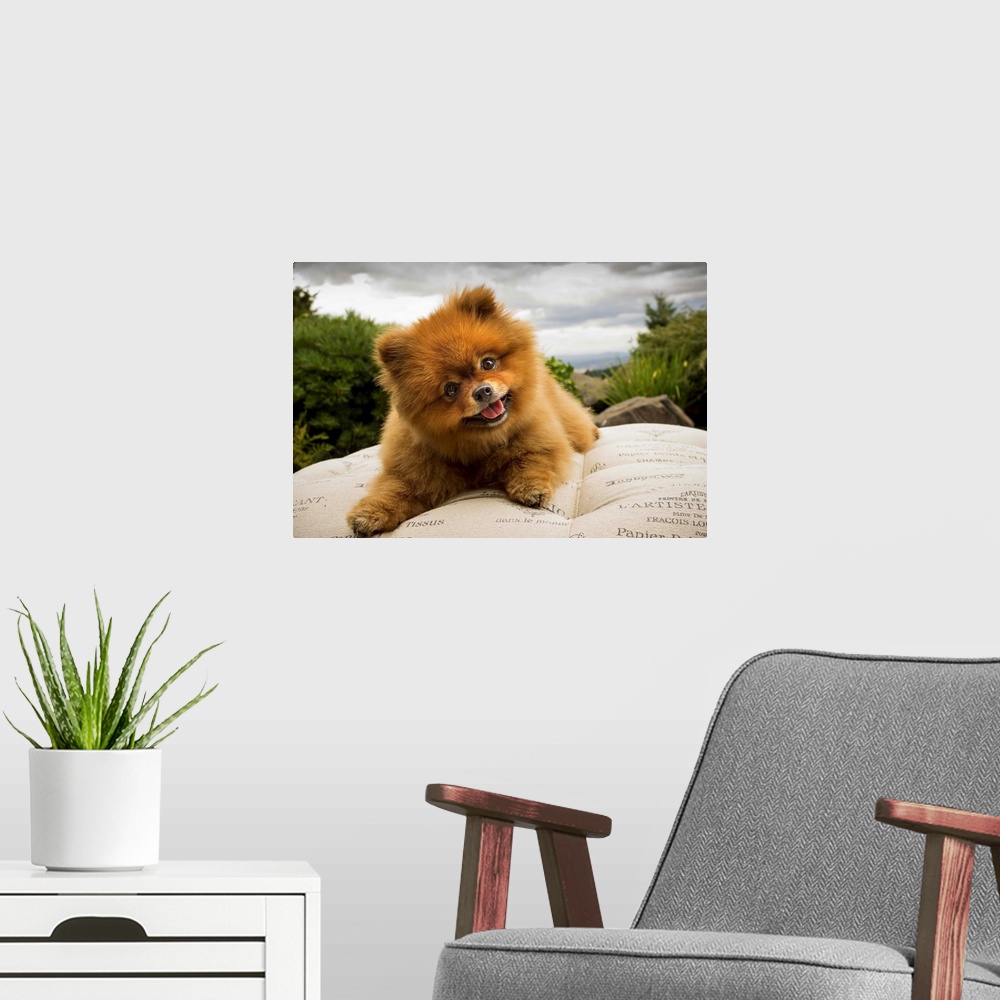 A modern room featuring A Pomeranian dog outside on a pillow with a cloudy sky.