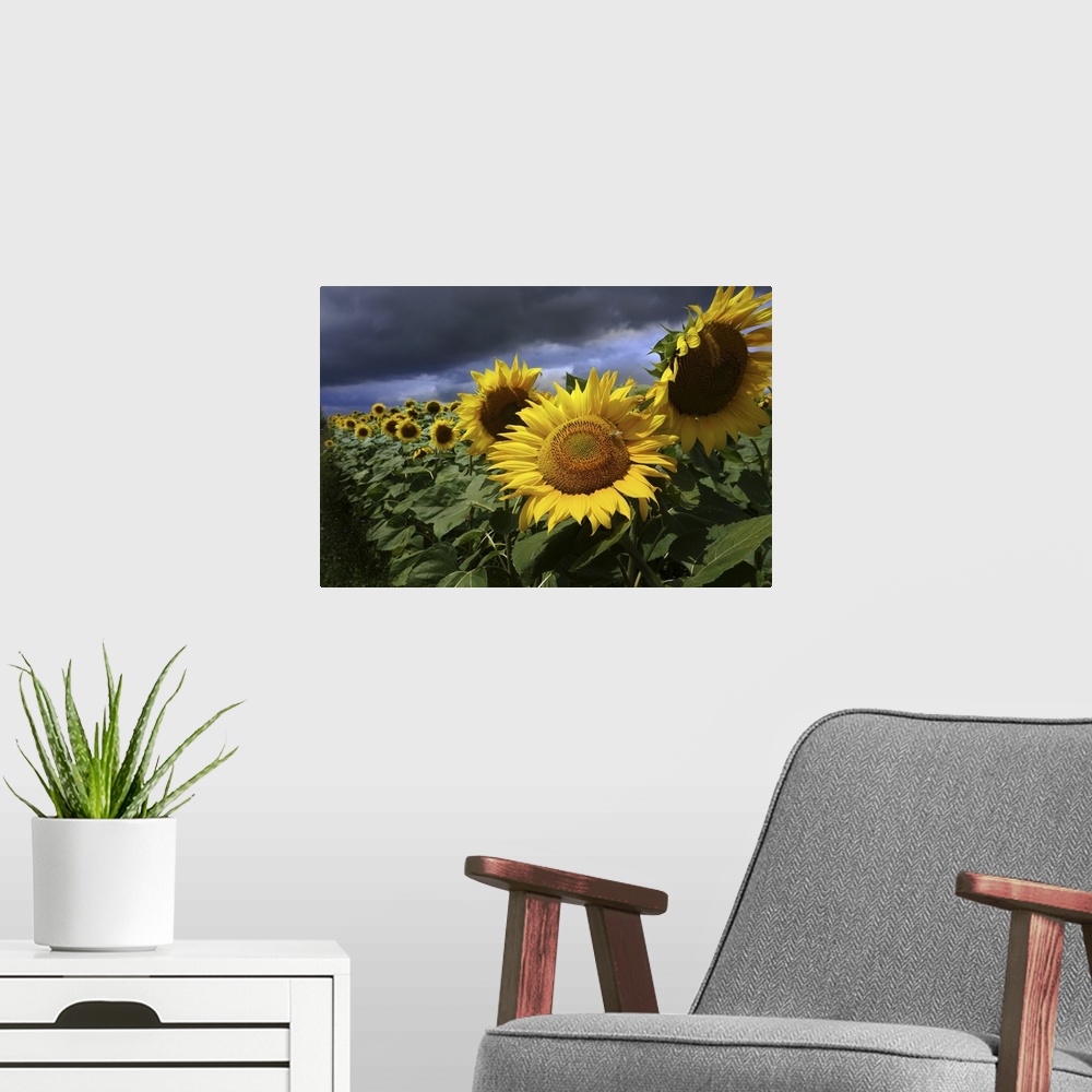 A modern room featuring Sun Flower and Storm